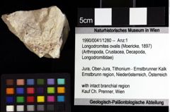 Foto (Objket + Etiketten) von Longodromites ovalis (Moericke, 1897) 